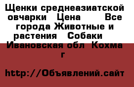 Щенки среднеазиатской овчарки › Цена ­ 1 - Все города Животные и растения » Собаки   . Ивановская обл.,Кохма г.